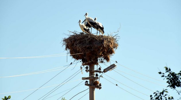 SAĞLIKLI BİR ÇEVRENİN SİMGESİ OLAN LEYLEKLER ALİAĞA’DA